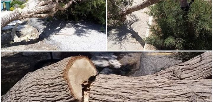 Dwejra trees vandalised with uprooting and sawn off branches