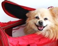 European Parliament needs to stop illegal trade of cats and dogs immediately