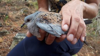 CABS report “sharp increase in poaching” as turtle dove migration kicks in