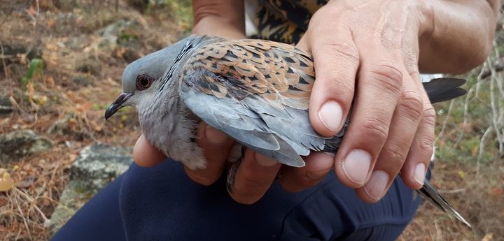 CABS report “sharp increase in poaching” as turtle dove migration kicks in