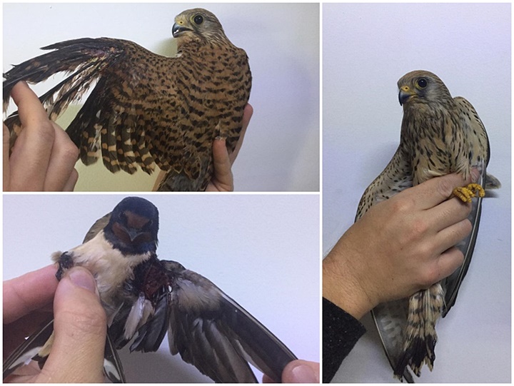 Opening of spring hunting season tomorrow is "unfair on society" - BirdLife