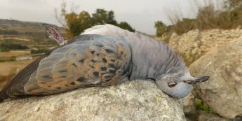 CABS insist “Malta´s enforcement system not designed to convict poachers”