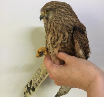 Opening of spring hunting season is “unfair on society” – BirdLife