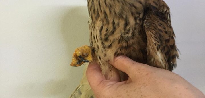 Opening of spring hunting season is “unfair on society” – BirdLife