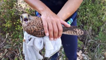 CABS reports illegal hunting and trapping – shot falcon found in Birzeguggia