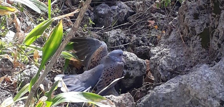 “Unabated hunting on Turtle-doves in Gozo and Malta” – BirdLife Malta