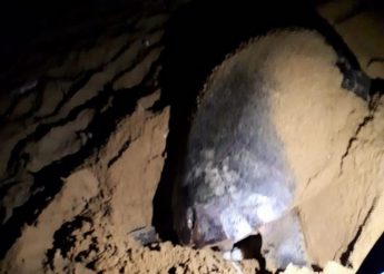 Update – Loggerhead turtle lays eggs in Ramla Bay Gozo – volunteers needed