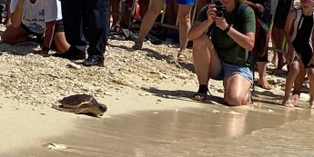 Jenna the turtle gets a happy send-off as she departs from Hondoq Bay