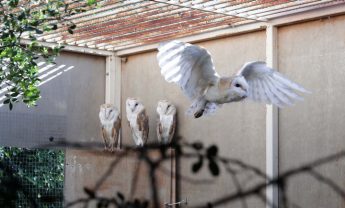 Barn owl project to reintroduce them in suitable environments
