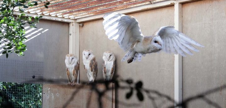 Barn owl project to reintroduce them in suitable environments