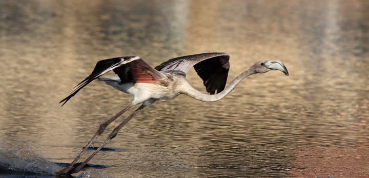 Greater Flamingo recovered from sea on Saturday confirmed shot - BirdLife
