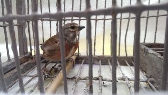 Plan to challenge ECJ ruling on finch trapping is “absurd” – BirdLife Plan to challenge ECJ ruling on finch trapping is “absurd” – BirdLife