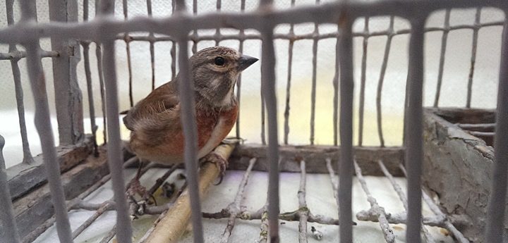 Plan to challenge ECJ ruling on finch trapping is “absurd” – BirdLife