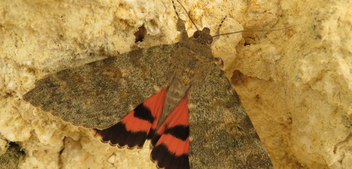 NTM urges the Government to protect insect biodiversity in the Maltese Islands