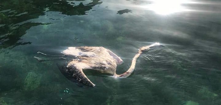 Greater Flamingo recovered from sea on Saturday confirmed shot – BirdLife