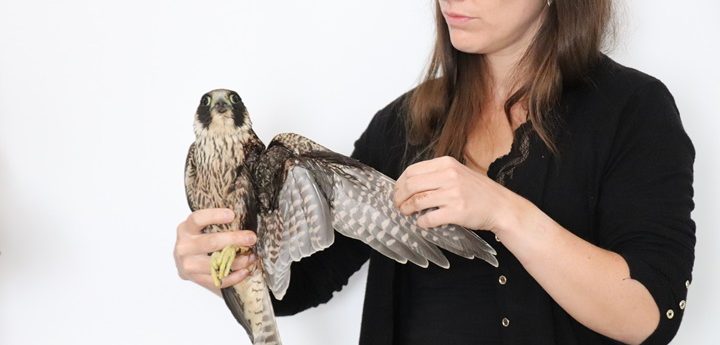Protected Peregrine Falcon illegally shot in Gharb, Gozo – BLM