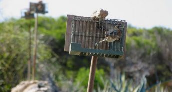 Gozo Minister asks Ornis to consider trapping of songbirds for “research purposes”