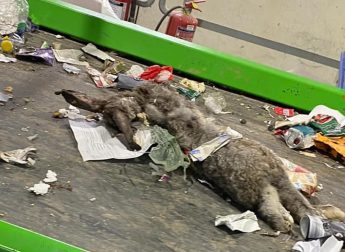 Animal remains in recycling bags are a daily occurrence for Wasteserv