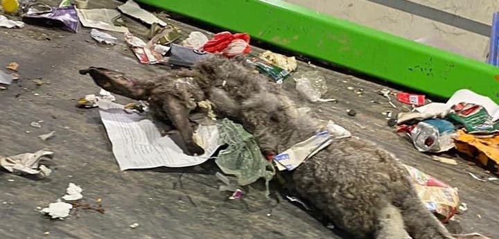 Animal remains in recycling bags are a daily occurrence for Wasteserv