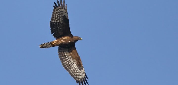 CABS call for local hunting ban and police presence in Has-Saptan valley
