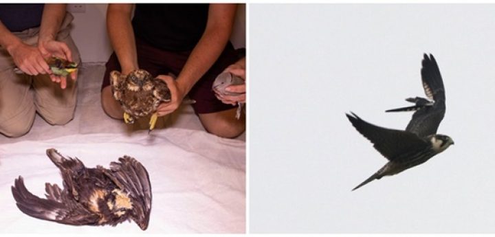 Malta is facing its worst year for illegal hunting, says BirdLife Malta