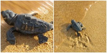 57 turtle eggs hatch from an unrecorded second nest at Ramla Bay