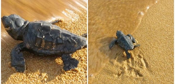 57 turtle eggs hatch from an unrecorded second nest at Ramla Bay
