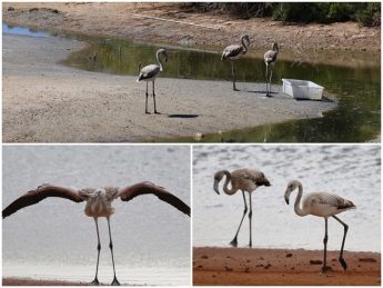 Flamingos “disappear” from Nature Reserve following break-in – BLM