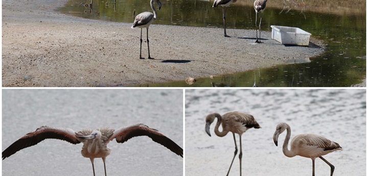 Flamingos “disappear” from Nature Reserve following break-in – BLM