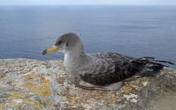 Measures for the protection of seabirds in Gozo and Malta