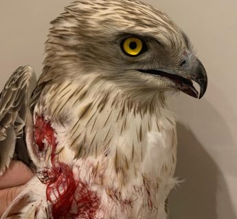 Rare, protected Short-toed Eagle shot down over Gozo, part of a flock of 12