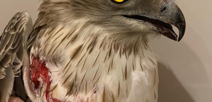 Rare, protected Short-toed Eagle shot down over Gozo, part of a flock of 12