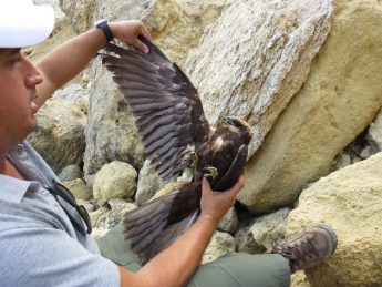 Five birds with shotgun injuries received by BirdLife in last 24-hours