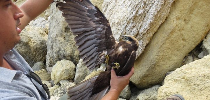 Five birds with shotgun injuries received by BirdLife in last 24-hours