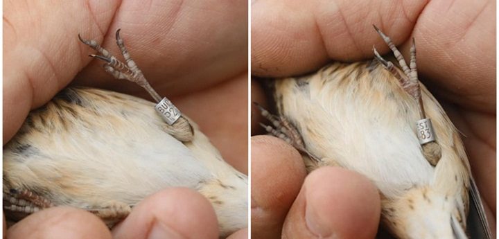 Common Linnet ringed in Budapest has been trapped in Gozo – Minister