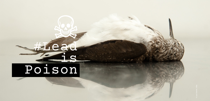 European Parliament votes to ban lead in wetlands – BirdLife Malta
