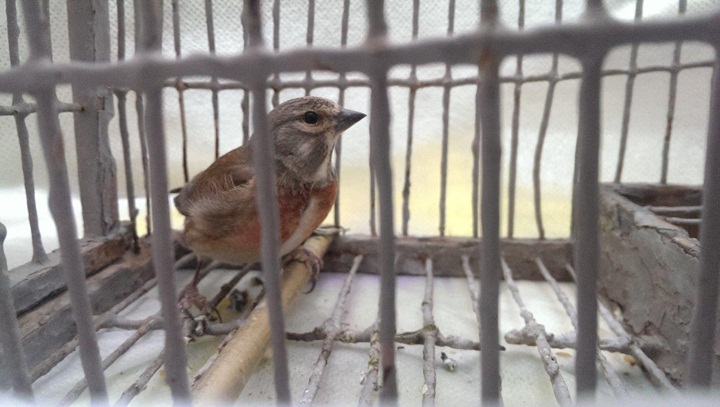 EC urged to re-establish rule of law in bird protection in Malta - BLM