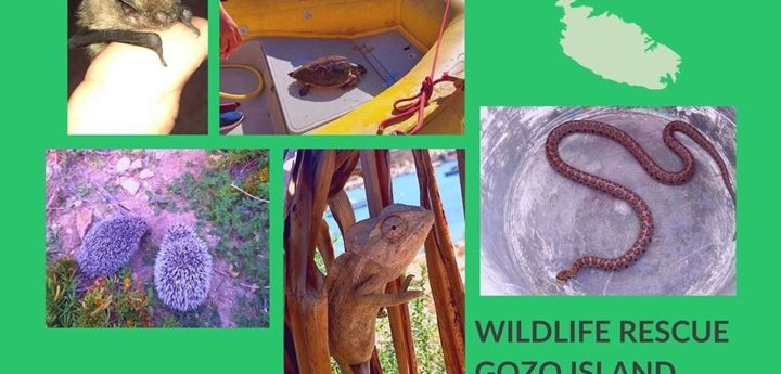 Nature Trust Wildlife Rescue Gozo section in need of volunteers