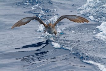 BirdLife to study two endemic Mediterranean seabirds on land and at sea BirdLife to study two endemic Mediterranean seabirds on land and at sea