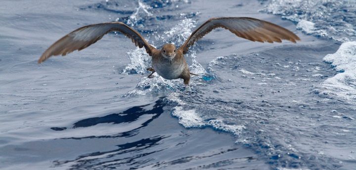 BirdLife to study two endemic Mediterranean seabirds on land and at sea