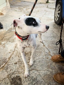 Gozo SPCA is appealing for help to find Rexy, missing in Xaghra