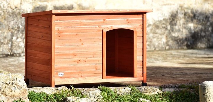 50 local councils receive funding to help stray cats and dogs