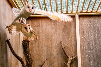 Tyto and Alba – First two barn owls paired at Buskett