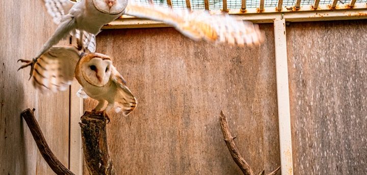 Tyto and Alba – First two barn owls paired at Buskett
