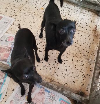 Midnight and Twilight waiting for their forever homes together