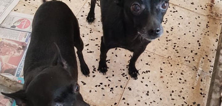 Midnight and Twilight waiting for their forever homes together