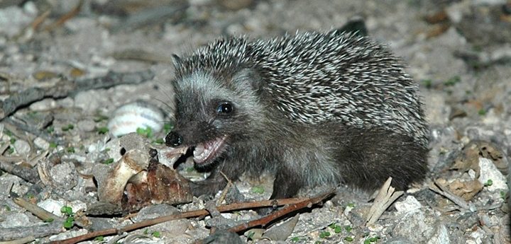 Mammals in Malta under the spotlight – From the Ice Age to Present