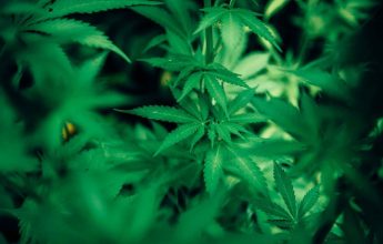 MAPHM against legalisation of cannabis for recreational use