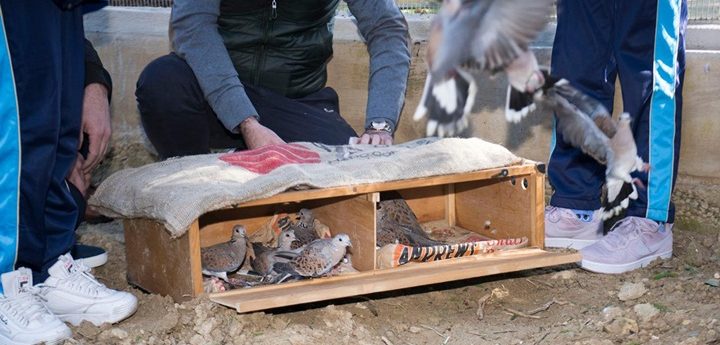 Dove breeding and release programme launched in Gozo