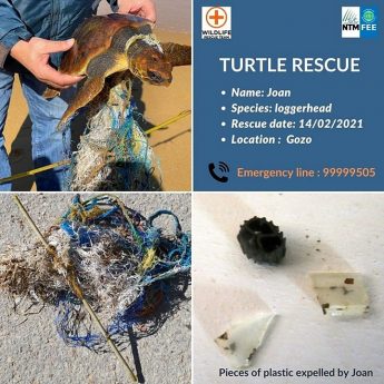 Juvenile loggerhead turtle found entangled in marine debris in Gozo